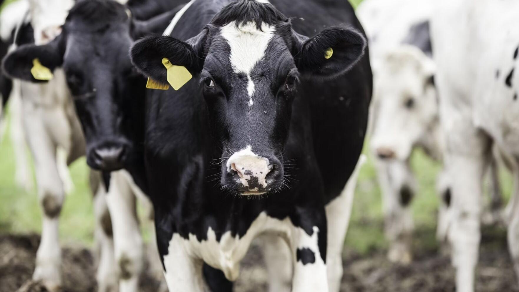 What Are The Differences Between Grass-fed, Grass-finished and Organic Beef?